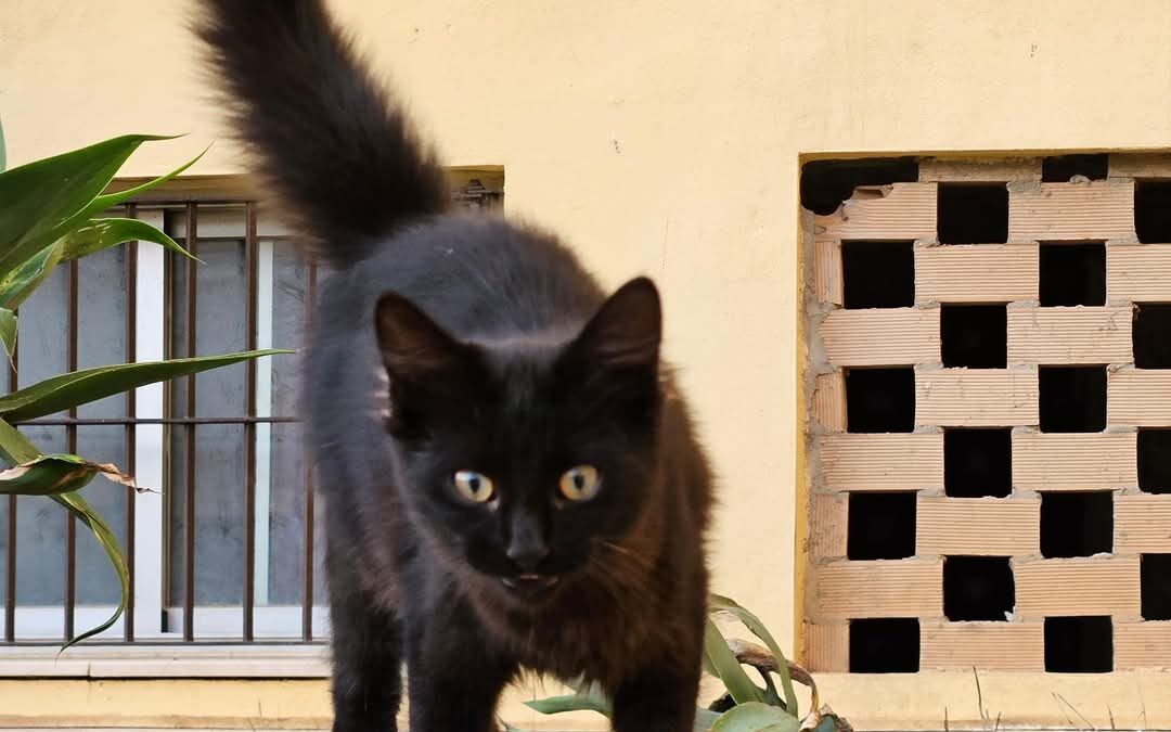 Vecinos en Cuba matan y comen gato por robar comida