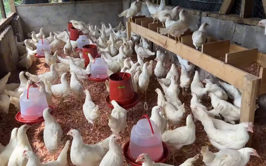 Nuevo alimento para gallinas en Cuba mejora resistencia de huevos
